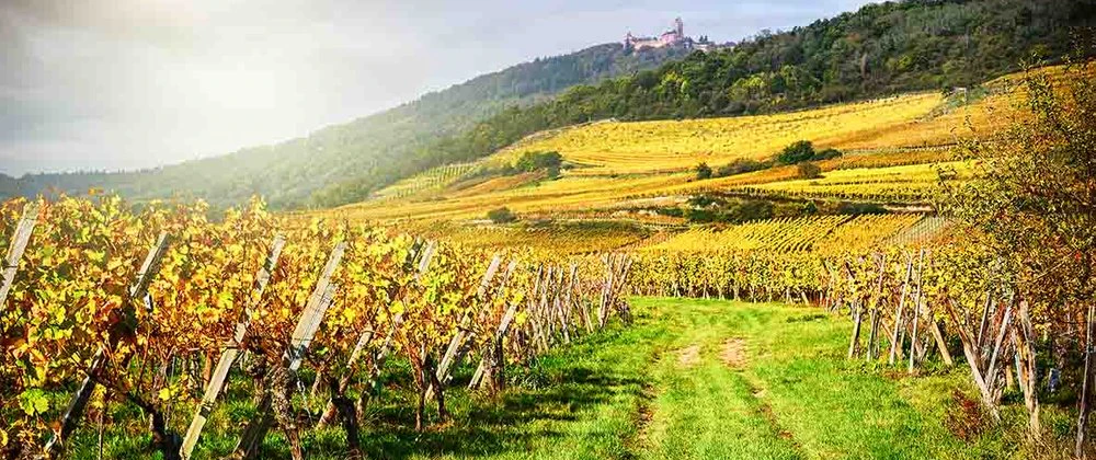 Jean Biecher & Fils - viinitilan kuva