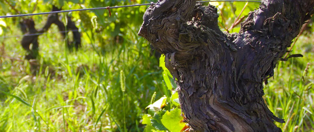 Domaine de la Bongran - viinitilan kuva