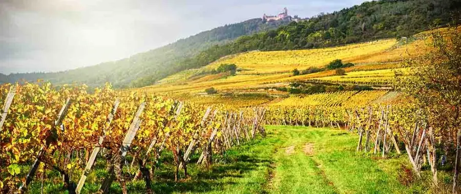 Jean Biecher & Fils - viinitilan kuva