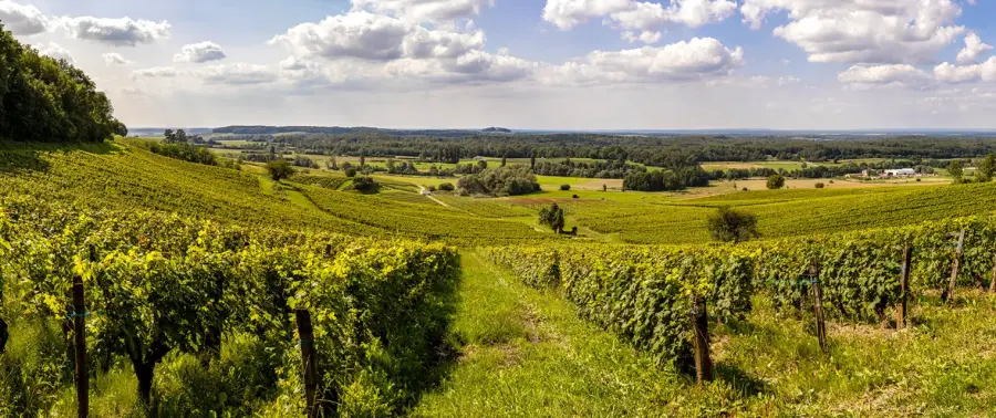 Domaine Rolet - viinitilan kuva